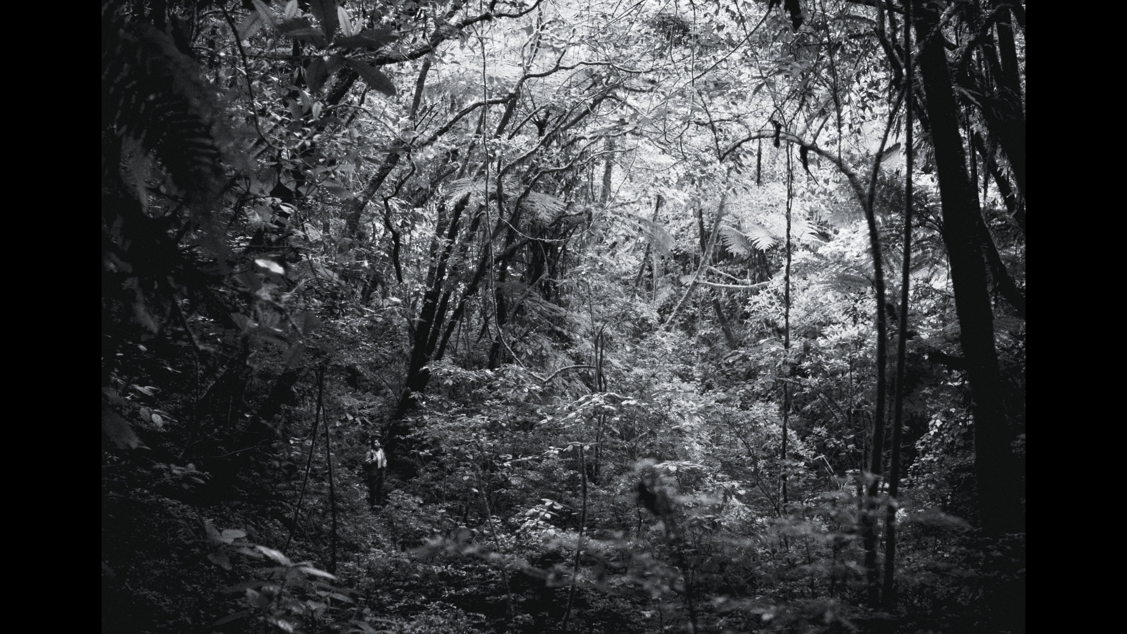 ‘La reserva’, de Pablo Pérez Lombardini: la tragedia de preservar el bosque