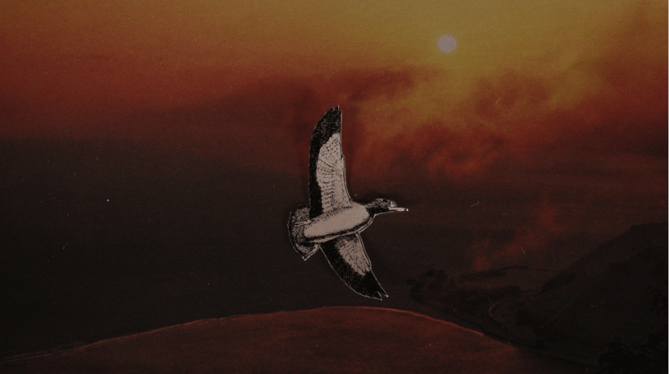 ´Una parvada de estruendo´, de Mariana Mendivil: fragmentos de mujeres y aves